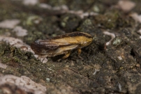 *(85360) La Philne spumeuse (Homoptre - Aphrophoridae - Philaenus spumarius)